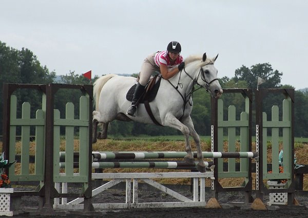 Shane (Galway Bay), a school horse at Brentsville Stables