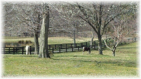 Horses grazing in a green pasture behind a black board fence at Brentsville Stables