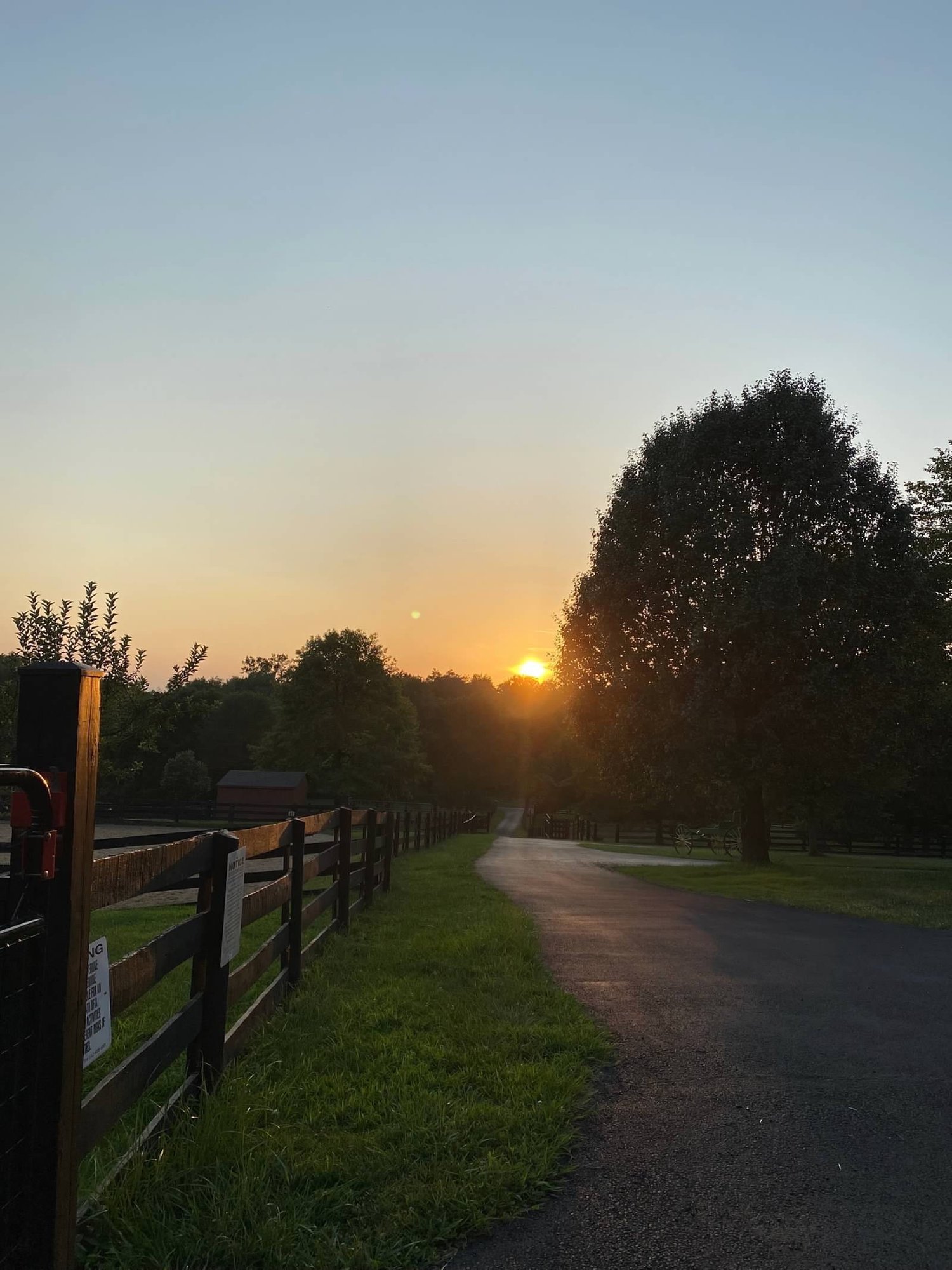 Sunrise over the tree-lined driveway at Brentsville Stables