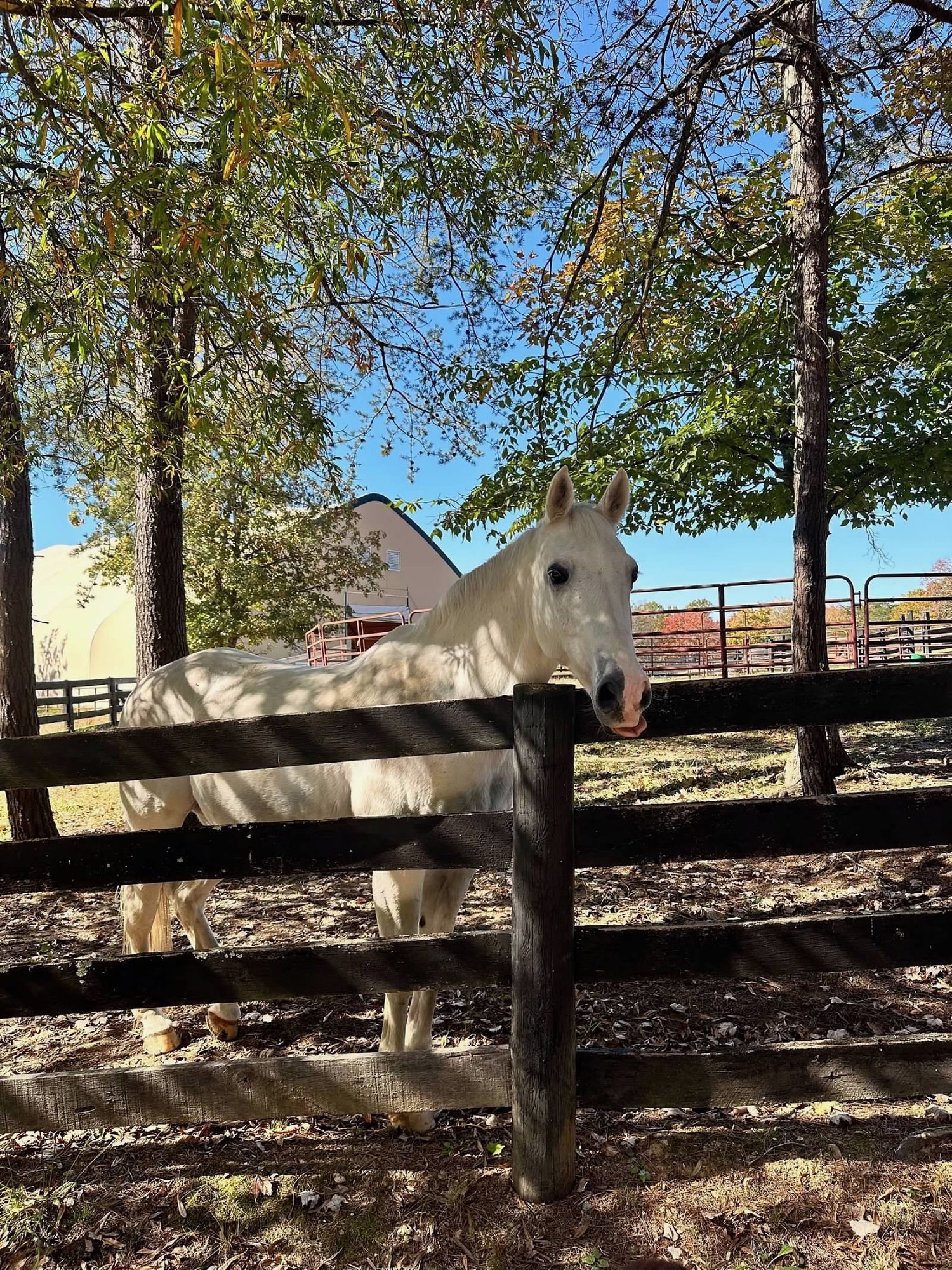 A friendly grey school horse leaning over the pasture fence with the covered arena behind him