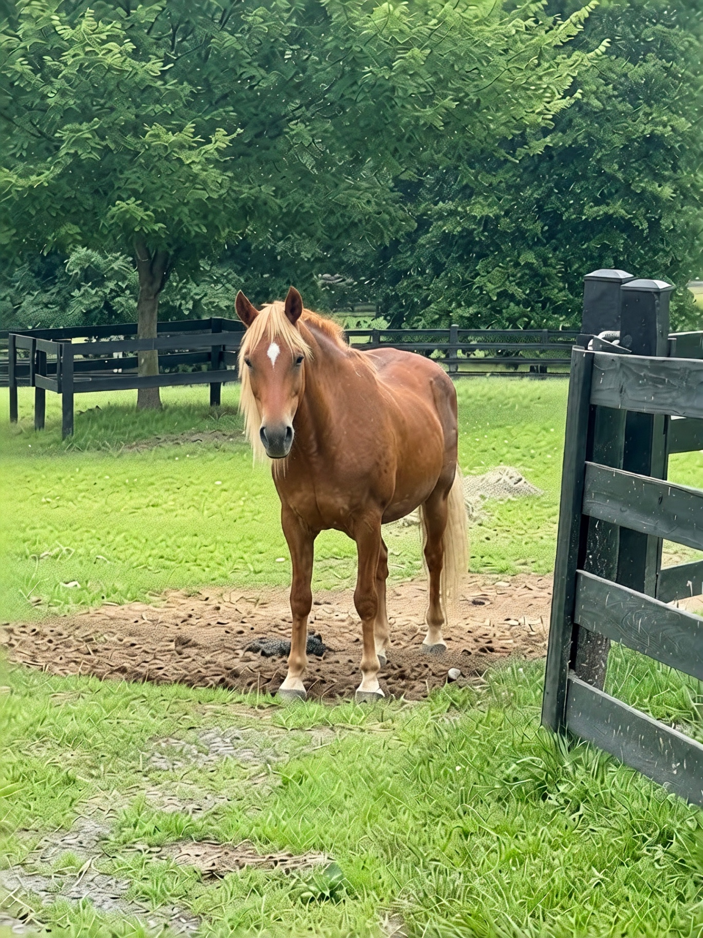 Fabio, a school horse at Brentsville Stables