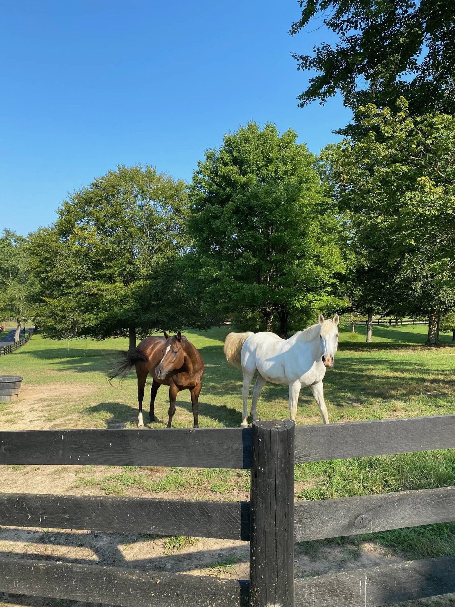 A bay horse and a grey horse standing together by the pasture fence on a summer morning