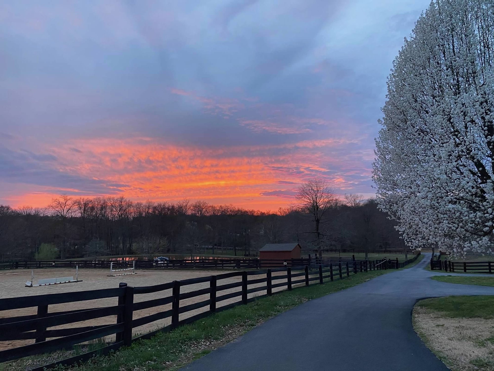 Orange sunset over the outdoor riding ring with a blossoming pear tree along the drive